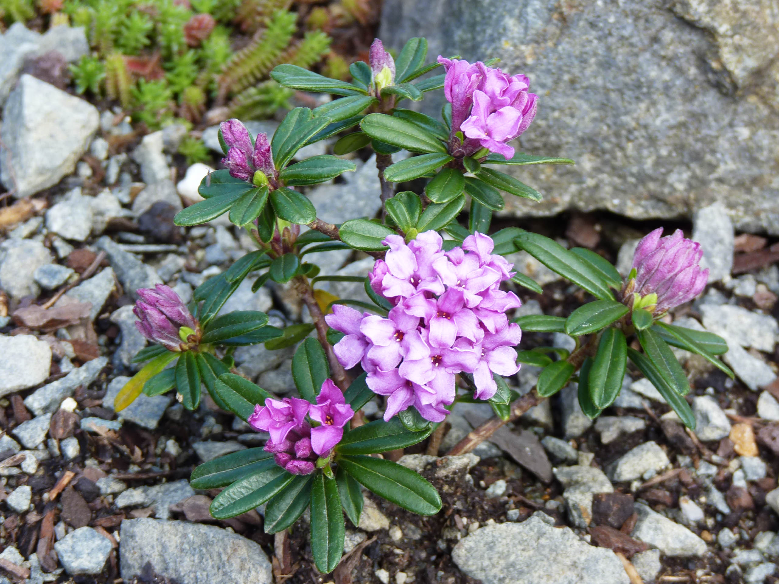 Daphne arbuscula